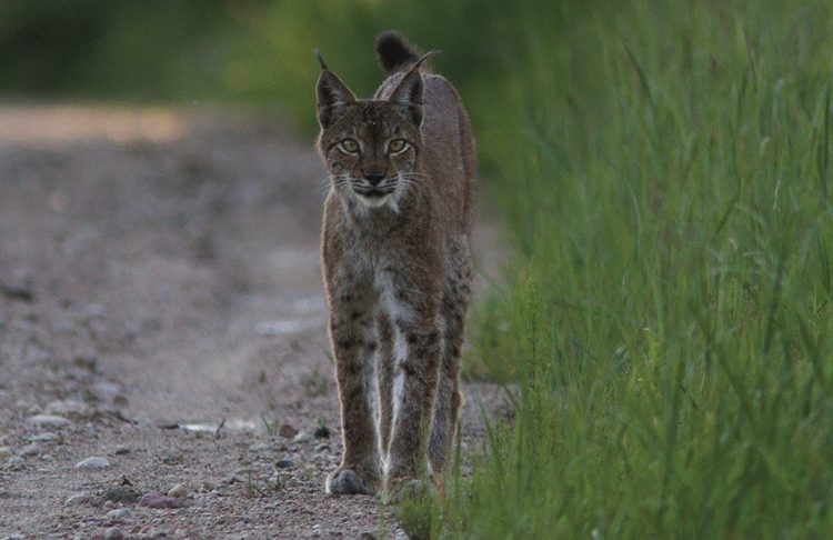 Biržų girioje atliktas lūšių monitoringas: kodėl tai svarbu?