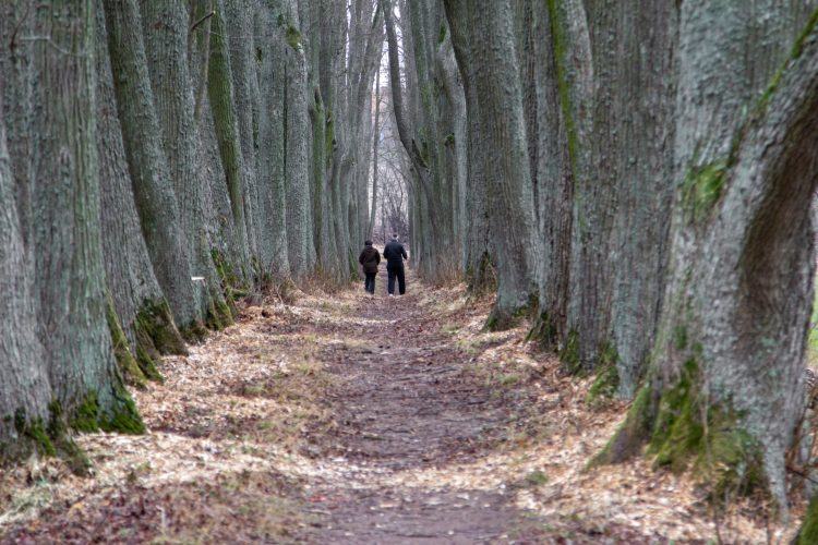 Balandžio ir gegužės mėnesiais kviečiame tapti Šiaurės Lietuvos alėjų detektyvais!