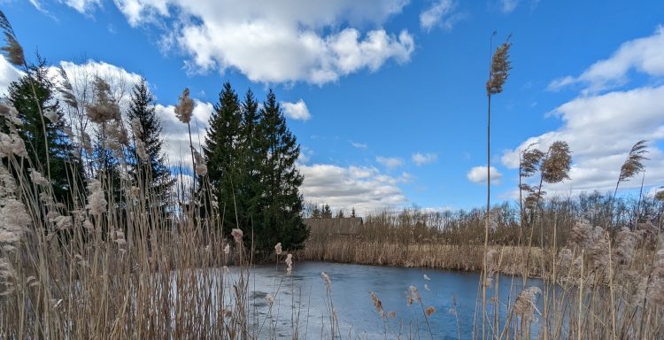 Kodėl nendrės, nepaisant kritikos, yra gyvybiškai svarbios šlapynėms?