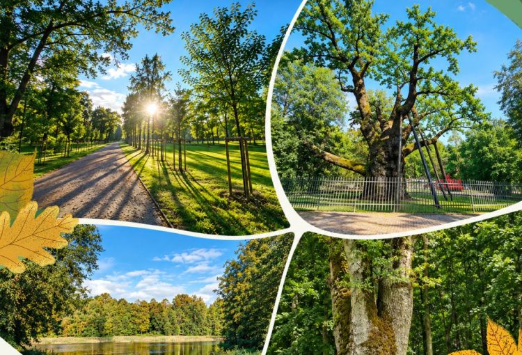 Tarptautinis projektas „ProtectTrees4Nature“ – medžių ir parkų apsaugai